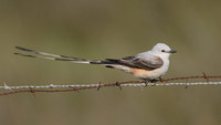 Scissor-tailed Flycatcher (Tyrannus forficatus) photo