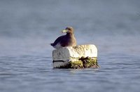 Sooty Gull - Larus hemprichii