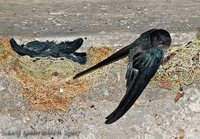 Glossy Swiftlet - Collocalia esculenta