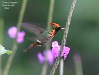 Tufted Coquette - Lophornis ornatus