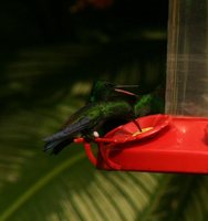 Steely-vented Hummingbird - Saucerottia saucerrottei