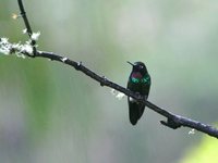 Glowing Puffleg - Eriocnemis vestitus