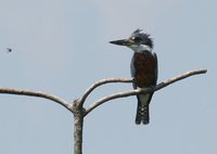 Ringed Kingfisher - Ceryle torquatus