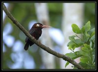 White-eared Jacamar - Galbalcyrhynchus leucotis