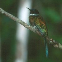 Bronzy Jacamar - Galbula leucogastra