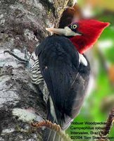 Robust Woodpecker - Campephilus robustus