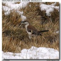 White-bellied Cinclodes - Cinclodes palliatus