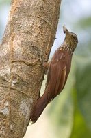 Straight-billed Woodcreeper - Dendroplex picus