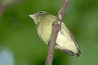 Dwarf Tyrant-Manakin - Tyranneutes stolzmanni