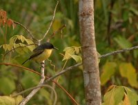 Common Tody-Flycatcher - Todirostrum cinereum