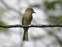 Hispaniolan Pewee - Contopus hispaniolensis