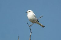 White Monjita - Xolmis irupero