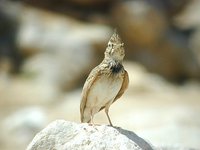 Crested Lark - Galerida cristata