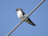 Violet-green Swallow - Tachycineta thalassina