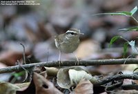 Asian Stubtail - Urosphena squameiceps