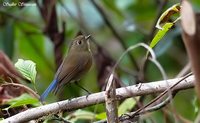 Red-flanked Bluetail - Tarsiger cyanurus