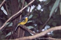 Yellow Robin - Eopsaltria australis