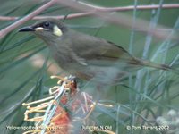 Yellow-spotted Honeyeater - Meliphaga notata