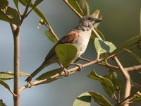 Gray-headed Sparrow - Passer griseus