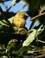 Ochre-breasted Tanager - Chlorothraupis stolzmanni