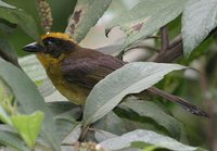 Tricolored Brush-Finch - Atlapetes tricolor