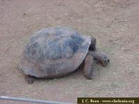 Galapagos Tortoise, Geochelone nigra