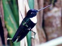 Collared Inca