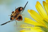 Asian lady beetle ( Harmonia axyridis ) stock photo