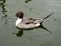 Northern Pintail (Anas         acuta acuta)