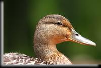 Mallard, Woodlands Lake, NY