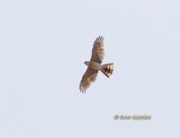 Japanese sparrowhawk C20D 03070.jpg