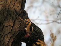 오색딱따구리 [great spotted woodpecker]