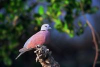 The Red Collared-Dove or Red Turtle-Dove is