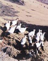 66. 티벳흰말닭 (藏馬鷄) Crossoptilon drouynii