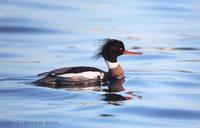 바다비오리 Red-breasted Merganser Mergus serrator