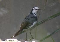 Black-Backed Wagtail Motacilla alba lugens 백할미새