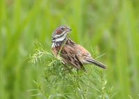 Grey-headed Bunting Emberiza fucata 붉은뺨멧새