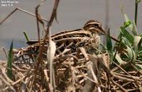 Gallinago gallinago , 꺅도요 - Common Snipe