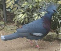 Victoria Crowned pigeon Goura victoria