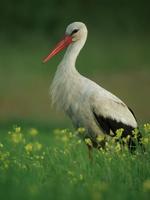 White Stork (Ciconia ciconia)