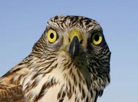 Goshawk (Accipiter gentilis)