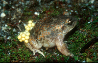 : Alytes cisternasii; Iberian Midwife Toad