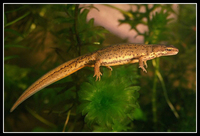 : Lissotriton helveticus; Palmate Newt