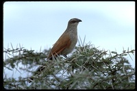 : Centropus superciliosus; White-browed Coucal