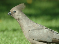 : Corythaixoides concolor; Grey Go-away-bird