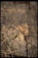 : Merops pusillus cyanostictus; Little Bee-eater