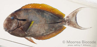 : Acanthurus nigricauda