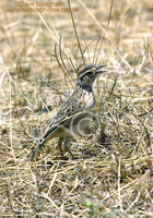 : Mirafra africana; Rufous-naped Lark