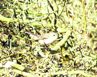 : Polioptila melanura; Black-tailed Gnatcatcher