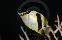 : Prognathodes aya; Bank Butterflyfish